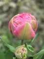 Tulip Double Arosa