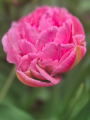 Tulip Double Arosa