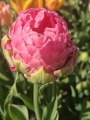 Tulip 'Double Arosa'