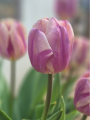 Tulip Happy Feet