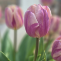 Tulip Happy Feet
