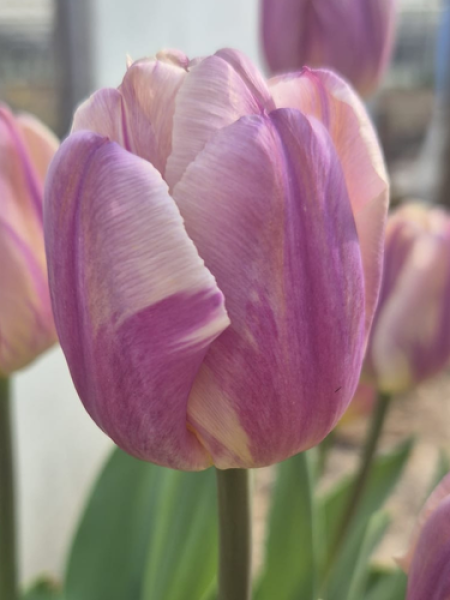 Tulip 'Happy Feet'