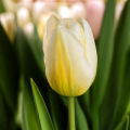 Jaap Groot Tulip