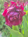 Tulipa Alison Bradley