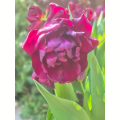 Alison Bradley Tulip
