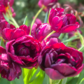 Alison Bradley Tulip