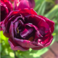 Alison Bradley Tulip