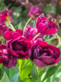 Tulipa Alison Bradley