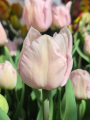 Mariage Tulip
