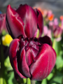 Tulipa Palmyra