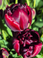 Tulipa Palmyra