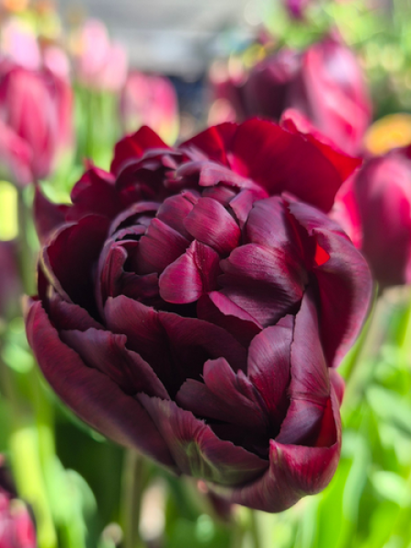 Tulip 'Palmyra'