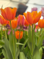 Tulipa Jimmy