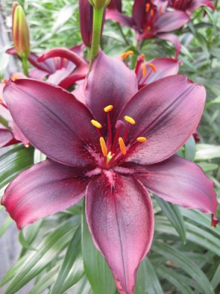 Lily 'Nubia'