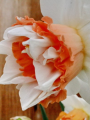 Narcissus Extravaganza