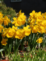 Narcissus Sint Victor