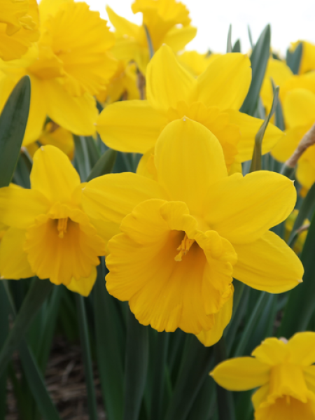 Narcissus 'Sint Victor'