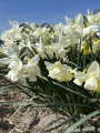 Hunter Morn Daffodil