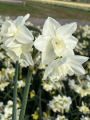 Narcissus 'Hunter Morn'