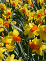 Classic Garden Daffodil