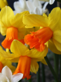 Narcissus 'Classic Garden'