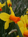 Narcissus Classic Garden