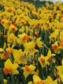 Classic Garden Daffodil