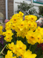 Narcissus 'Kokopelli'