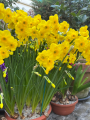 Narcissus Kokopelli