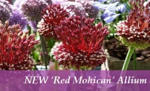 Allium Red Mohican