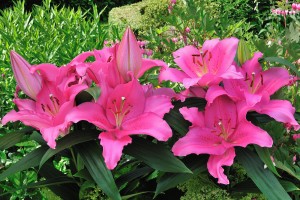 Homerus Oriental Lily