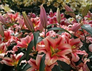 The Torch Oriental Trumpet Lily
