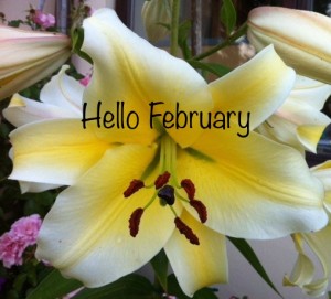 Manissa Lily - Oriental Trumpet, can reach up to 150cm tall