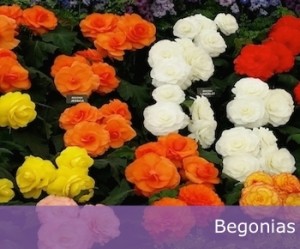 Brightly coloured, double flowering Begonias.
