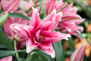 roselily elena