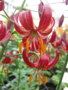 Claude Shride  Martagon Lily