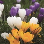 Crocus