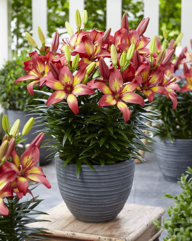 Harts Nursery the Lily & Bulb Specialists | Gold Medal Winning Lily ...