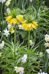 Fritillaria Lutea