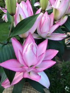 Anouska Lily