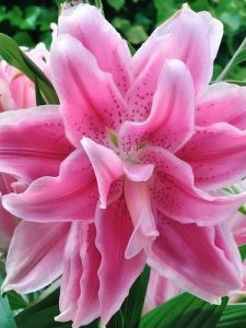 Roselily isabella