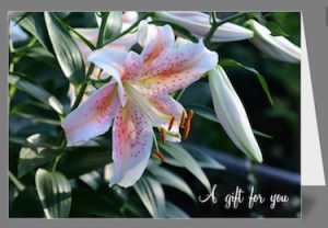 Harts Nursery Gift Voucher