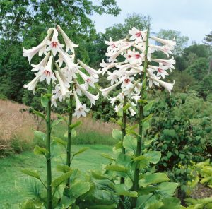 Cardiocrinum Giganteum