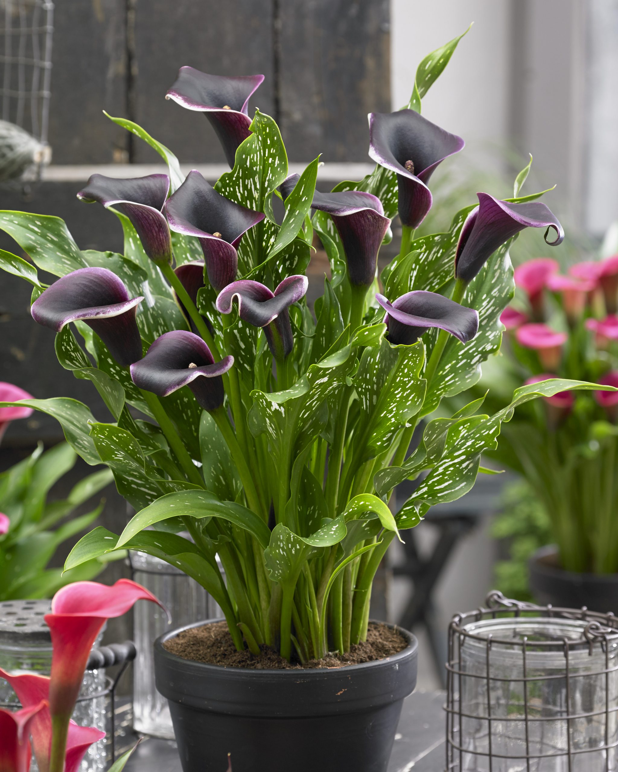 How to plant Calla Lilies | Harts Nursery