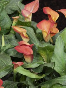Callilys How to plant Calla Lilies | Harts Nursery