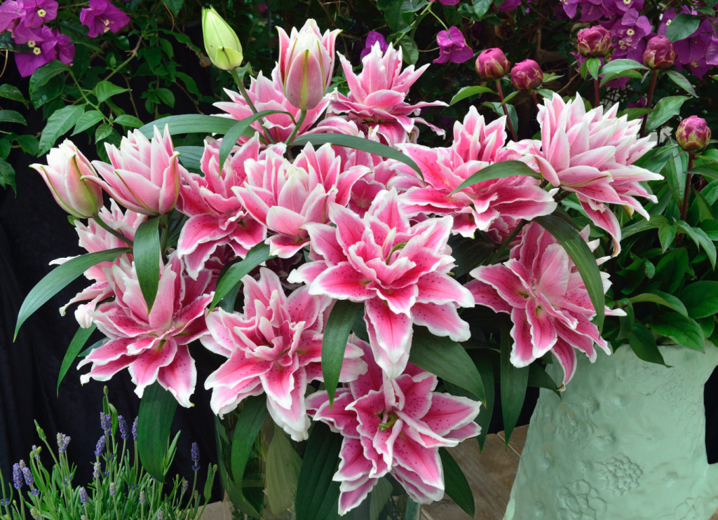 Which lilies are scented? Harts Nursery