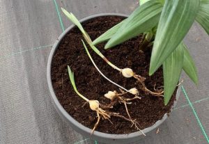 split lily bulbs