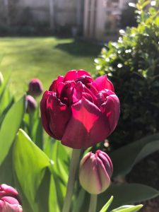Uncle Tom Tulip