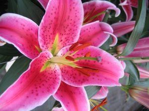 Stargazer Lily