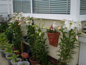 Longiflorum lilies